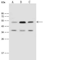 TIPIN Antibody, Novus Biologicals 50 &mu;g, Unconjugated:Antibodies, Polyclonal