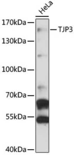 TJP3 Antibody - Azide and BSA Free, Novus Biologicals 0.1 mL; Unconjugated:Antibodies,