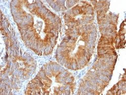 TL1A/TNFSF15 Rabbit anti-Human, Clone: VEGI/2052R, Novus Biologicals:Antibodies:Primary