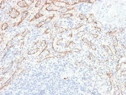 TL1A/TNFSF15 Antibody (VEGI/2052R) - Azide and BSA Free, Novus Biologicals 100 &mu;g | Buy Online | Novus Biologicals | Fisher Scientific