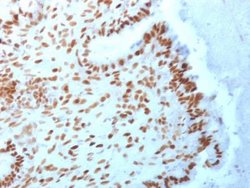 TLE1 Antibody (TLE1/2062) - Azide and BSA Free, Novus Biologicals 100 ug;