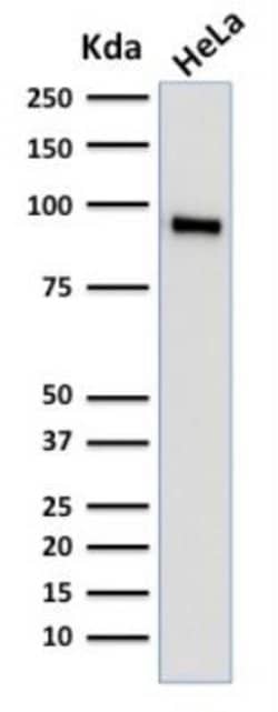 TLE1 Antibody (TLE1/2062) - Azide and BSA Free, Novus Biologicals 100 ug;