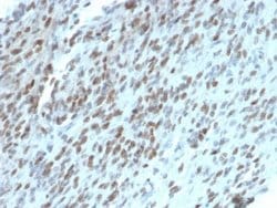 TLE1, Mouse anti-Human, Clone: TLE1/2062, Novus Biologicals 100 ug; Unconjugated:Antibodies,