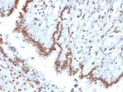 TLE1 Antibody (TLE1/2085) - Azide and BSA Free, Novus Biologicals 100 &mu;g | Buy Online | Novus Biologicals | Fisher Scientific