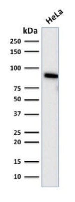 TLE1 Antibody (TLE1/2085) - Azide and BSA Free, Novus Biologicals 100 &mu;g | Buy Online | Novus Biologicals | Fisher Scientific