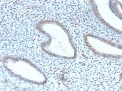 TLE1 Rabbit anti-Human, Clone: TLE1/2946R, Novus Biologicals 20 &mu;g;