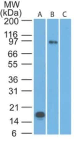 TLR2 Antibody (67N17F8) - Azide and BSA Free, Novus Biologicals 0.1 mg;