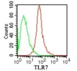 TLR7 Antibody (4G6) - Azide and BSA Free, Novus Biologicals 0.1 mg | Buy Online | Novus Biologicals | Fisher Scientific