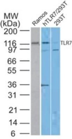 TLR7 Antibody (4G6) - Azide and BSA Free, Novus Biologicals 0.1 mg | Buy Online | Novus Biologicals | Fisher Scientific