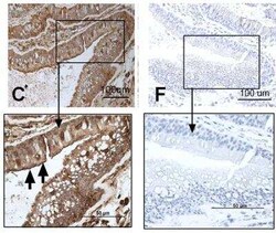 Novus Biologicals TLR7 Antibody Pack, Novus Biologicals 5 Vials; Unconjugated:Antibodies