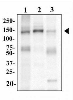TLR9 Antibody (2A4C6.2E5) - Azide and BSA Free, Novus Biologicals 0.1 mg | Buy Online | Novus Biologicals | Fisher Scientific
