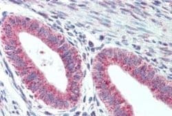 TM9SF1 Antibody, Novus Biologicals 50 &mu;g; Unconjugated:Antibodies, Polyclonal