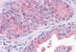 TM9SF1 Antibody, Novus Biologicals 50 &mu;g | Buy Online | Bio-Techne | Fisher Scientific