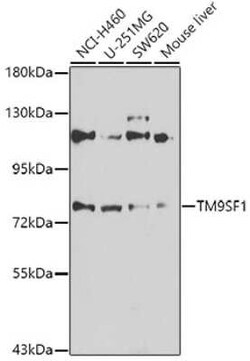 TM9SF1 Antibody - BSA Free, Novus Biologicals 0.02 mL; Unconjugated:Antibodies,