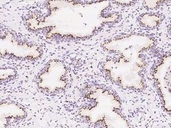 TM9SF2 Antibody, Novus Biologicals 50 &mu;g, Unconjugated:Antibodies, Polyclonal