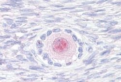 TM9SF4 Antibody, Novus Biologicals 50 &mu;g; Unconjugated:Antibodies, Polyclonal