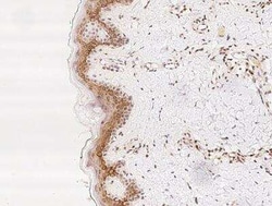 TMC2 Antibody, Novus Biologicals 100 &mu;g; Unconjugated:Antibodies