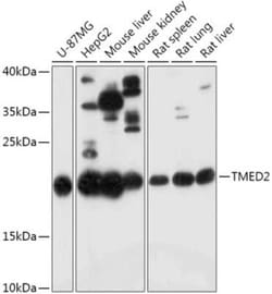 TMED2 Antibody - Azide and BSA Free, Novus Biologicals:Antibodies:Primary