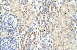 TMED4 Rabbit anti-Human, Polyclonal, Novus Biologicals 0.1 mL | Buy Online | Novus Biologicals | Fisher Scientific