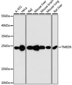 TMED9 Antibody - Azide and BSA Free, Novus Biologicals:Antibodies:Primary