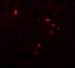 TMEM107 Antibody - BSA Free, Novus Biologicals 0.1 mg | Buy Online | Novus Biologicals | Fisher Scientific