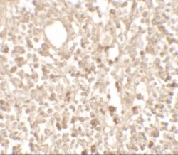 TMEM107 Antibody - BSA Free, Novus Biologicals 0.1 mg | Buy Online | Novus Biologicals | Fisher Scientific
