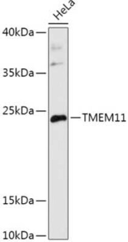 TMEM11 Antibody - Azide and BSA Free, Novus Biologicals:Antibodies:Primary