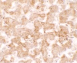 TMEM135 Antibody - BSA Free, Novus Biologicals 0.1 mg | Buy Online | Novus Biologicals | Fisher Scientific