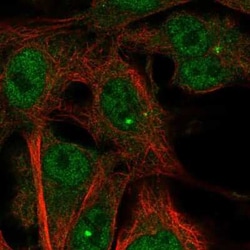 TMEM169 Antibody, Novus Biologicals:Antibodies:Primary Antibodies