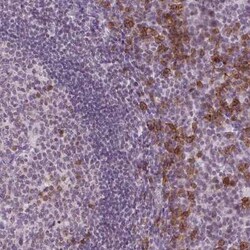 TMEM184A Antibody, Novus Biologicals:Antibodies:Primary Antibodies