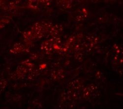 TMEM192 Antibody - BSA Free, Novus Biologicals 0.1 mg; Unconjugated:Antibodies,