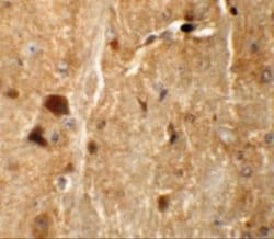 TMEM192 Antibody - BSA Free, Novus Biologicals 0.1 mg; Unconjugated:Antibodies,