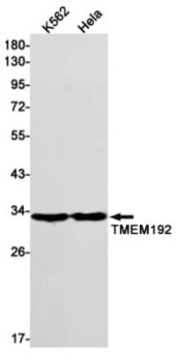 TMEM192 Antibody (S02-3F9), Novus Biologicals 100 &mu;g; Unconjugated:Antibodies,