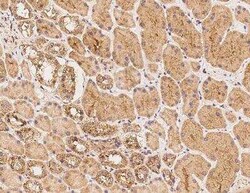 TMEM194A Antibody, Novus Biologicals 50 &mu;g | Buy Online | Novus Biologicals | Fisher Scientific