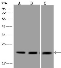 TMEM199 Antibody, Novus Biologicals:Antibodies:Primary Antibodies
