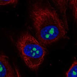 TMEM217 Antibody, Novus Biologicals:Antibodies:Primary Antibodies