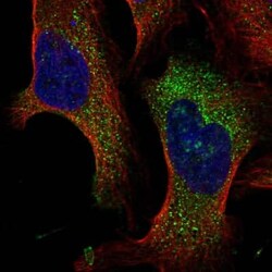 TMEM222 Antibody, Novus Biologicals:Antibodies:Primary Antibodies