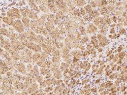 TMEM230 Antibody, Novus Biologicals 100 &mu;g; Unconjugated:Antibodies,