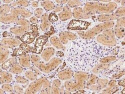 TMEM248 Antibody, Novus Biologicals:Antibodies:Primary Antibodies
