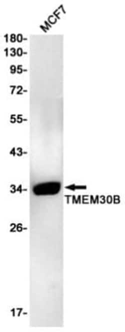 TMEM30B Antibody (S09-9G7), Novus Biologicals 50 &mu;g | Buy Online | Novus Biologicals | Fisher Scientific
