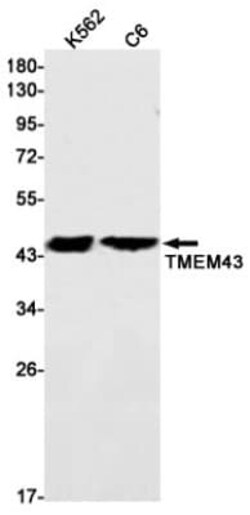 TMEM43 Antibody (S07-9D4), Novus Biologicals 100 &mu;g | Buy Online | Novus Biologicals | Fisher Scientific
