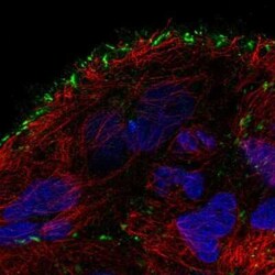 TMEM52B Antibody, Novus Biologicals:Antibodies:Primary Antibodies
