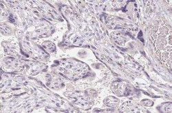 TMEM52B Antibody, Novus Biologicals:Antibodies:Primary Antibodies