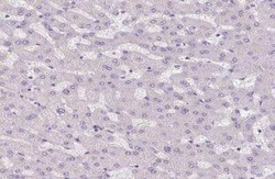 TMEM52B Antibody, Novus Biologicals:Antibodies:Primary Antibodies