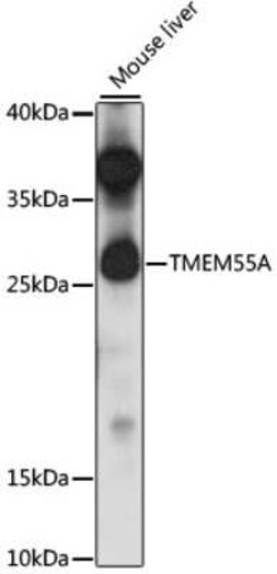 TMEM55A Antibody - Azide and BSA Free, Novus Biologicals:Antibodies:Primary