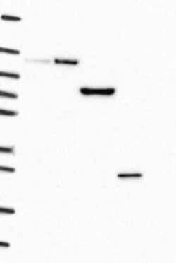 TMEM59 Rabbit anti-Human, Polyclonal, Novus Biologicals 25 &mu;g; Unconjugated:Antibodies,