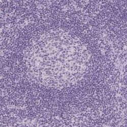 TMEM72 Antibody, Novus Biologicals 25 &mu;L, Unconjugated:Antibodies, Polyclonal