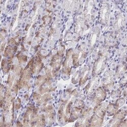 TMEM97 Antibody, Novus Biologicals 25 &mu;L; Unconjugated:Antibodies, Polyclonal