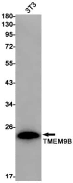 TMEM9B Antibody (S02-9C6), Novus Biologicals:Antibodies:Primary Antibodies