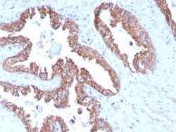 TMEPAI Antibody (PMEPA1/2696) - Azide and BSA Free, Novus Biologicals 100